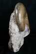 Huge Lytoceras Ammonite - Free Standing #4336-9